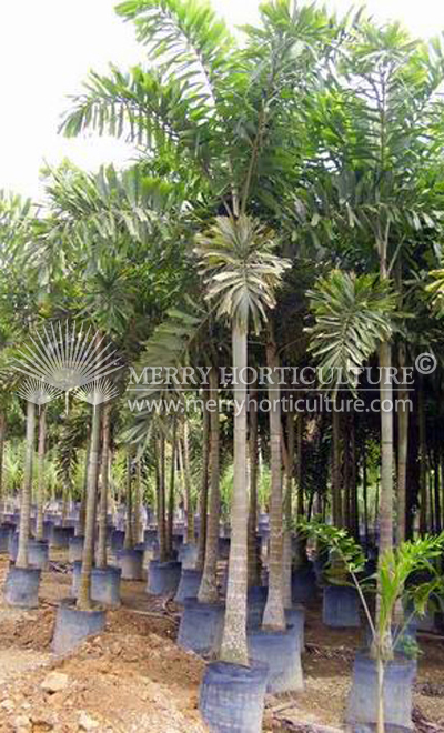 Normabya Normanbyi (Australia black palm)